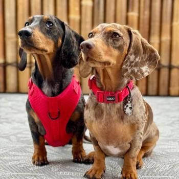 DOOG - Neosport Neoprene Dog Collar Red - Gr. L
